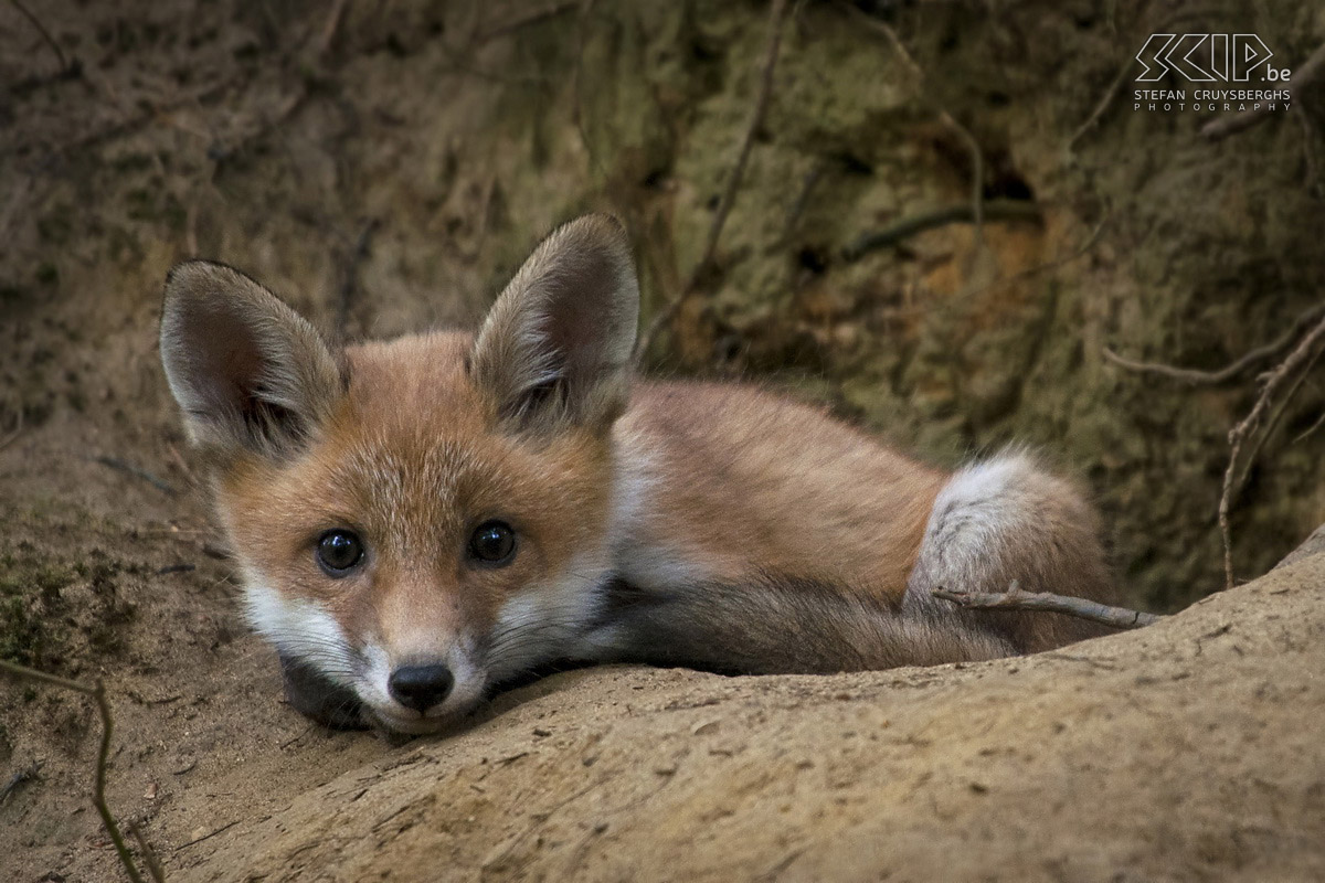 Jonge wilde dieren - Jonge vos Deze lente spendeerde ik heel wat tijd in de natuur en had ik enkele unieke kansen om jonge dieren en vogels te fotograferen. Hierbij dan ook enkele van m’n beste foto’s van een everzwijn biggetje, jonge bosuilen, een jonge bonte specht en een schattig jong vosje. Behalve de everzwijnen zijn alle dieren gefotografeerd in de vrije natuur in mijn thuisregio. Stefan Cruysberghs